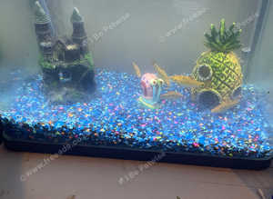 5 barbs with aquarium