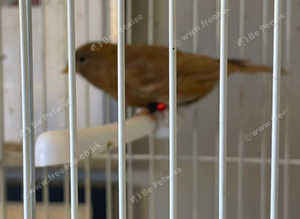 hen redpoll