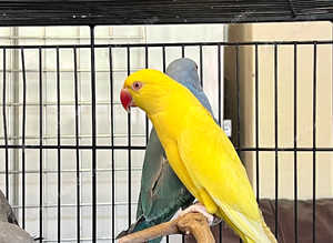 Beautiful young yellow Indian ringnick