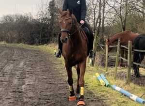 Beautiful stallion price if gone this week. Losing stable