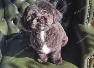 Upper Hound Dog Grooming