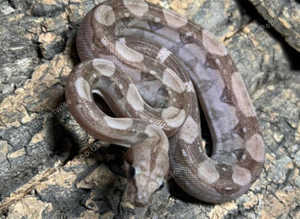 Nic T+ Blizzard CA Dwarf Boa (Nic T+ / RDR Anery),cb24.