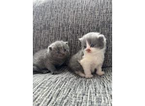 Beautiful Scottish Straight kittens