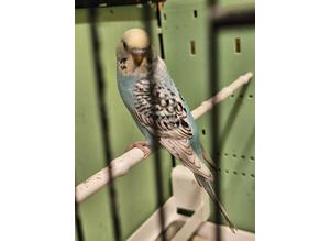 Baby girl Budgie for sale