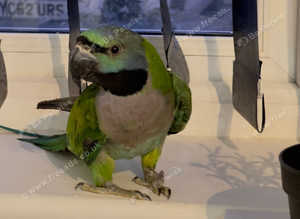 Stunning baby darbyan parrot