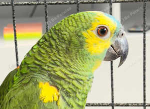 Stunning baby Amazon parrot for sale