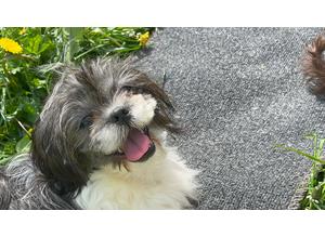 Beautiful Shih Tzus girl 6 months old