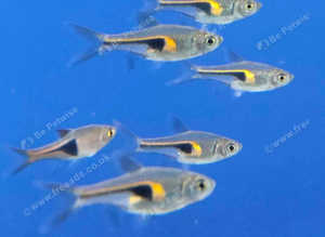 Rasboras assorted