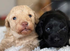 MALTIPOO PUPPIES AVAILABLE