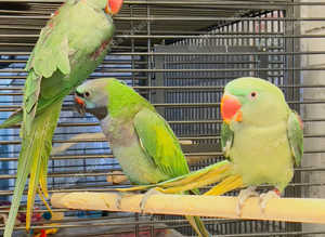 Stunning young darbyan parrot