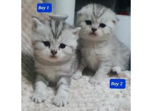 Scottish fold kittens ready from 7th April 2023