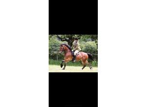 Quality 14.2 All rounder safe Gelding - suit all the family..