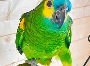 Beautiful young Amazon parrot