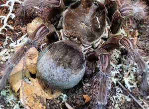 Sub Adult/Adult Female Theraphosa Blondi - Goliath Birdeater incl Set Up