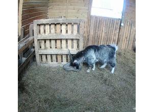 Male Pygmy Goat For Sale £200