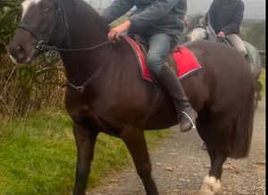 Cob x sports horse