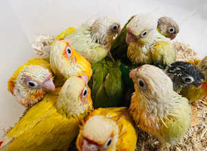 Hand reared conures for sale