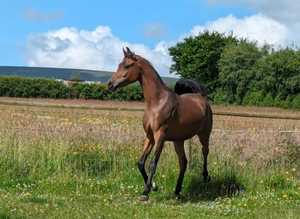 Stunning arab colt