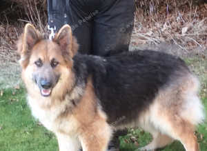 Kcreg blue and tan long coat German shepherd