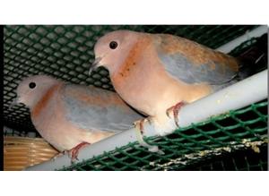 4 Breeding pairs of Senegal doves for sale. £80 for a pair.
