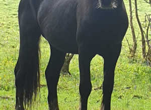 Black Beauty