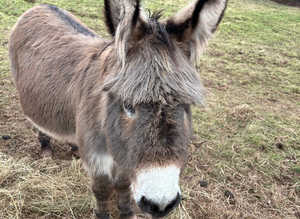 Two friendly jacks for sale