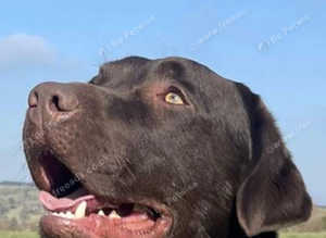 For Stud - Fully health tested KC Dark Chocolate Labrador