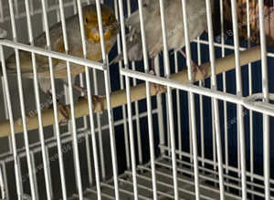 4 pairs of canaries 4 sale