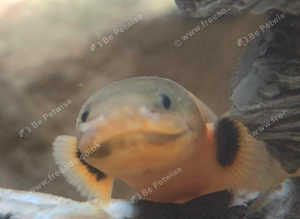 Reed Fish