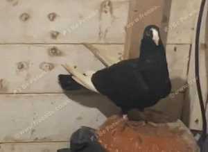 Dewlap pigeons