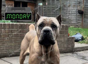 Cane corso pubs pure blood breed