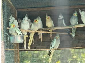 Cockatiels adults & babies available various mutations.
