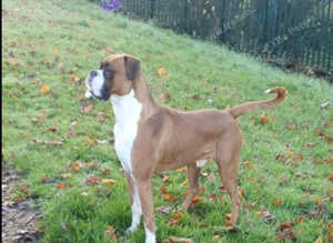 7yr old male boxer dog