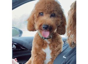 Red KC Reg poodle available for stud duties