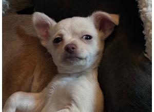 LAST Stunning Little CHIHUAHUA boy puppy For Sale