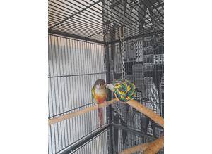 Female yellow sided conure