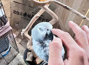 Hand tamed African gray parrot