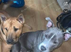 4/6 staffy cross chowchow x English bull terrier puppies for sale