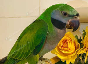 Beautiful young derbayn parrot