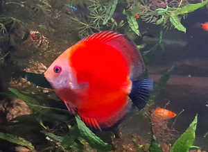 Discus fish wanted near Cheddar, Somerset