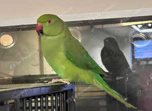 Stunning beautiful baby Indian ringnick