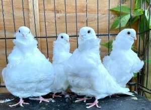 RARE WHITE CHINESE OWL PIGEONS