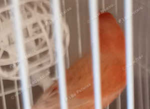 red/brown canaries