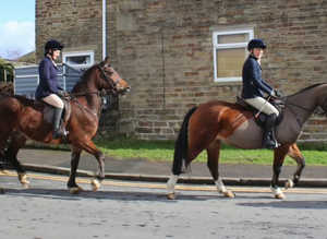15.2hh stunning welsh section D all rounder / Mother daughter share.