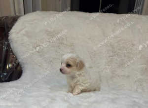 dad is Maltese Shih Tzu cross bread  mom mix bread
