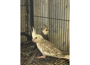 Baby birds for sale
