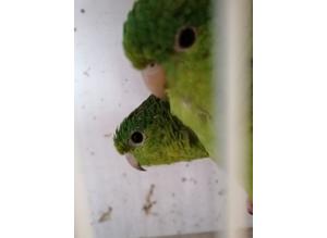 Lineolated parrots