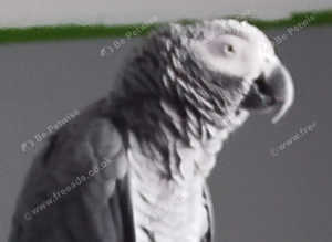 African Gray