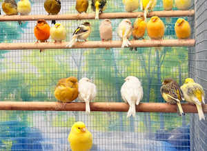 Canaries