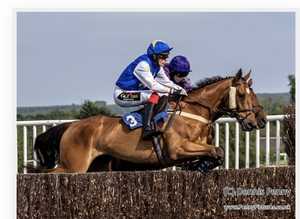 Thoroughbred gelding
